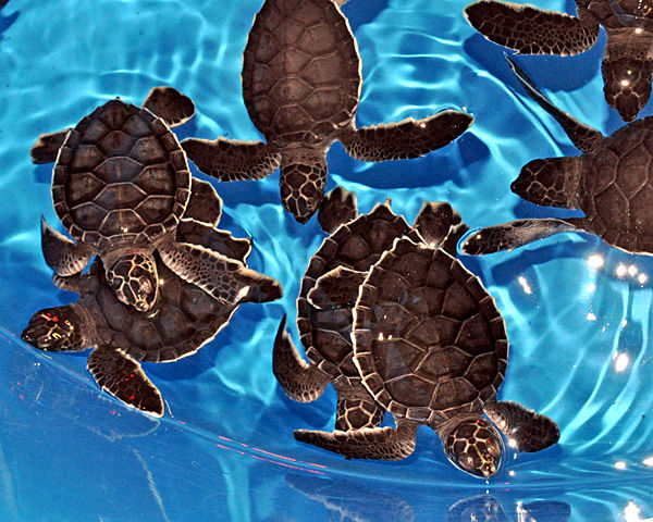 baby turtles in bright blue
